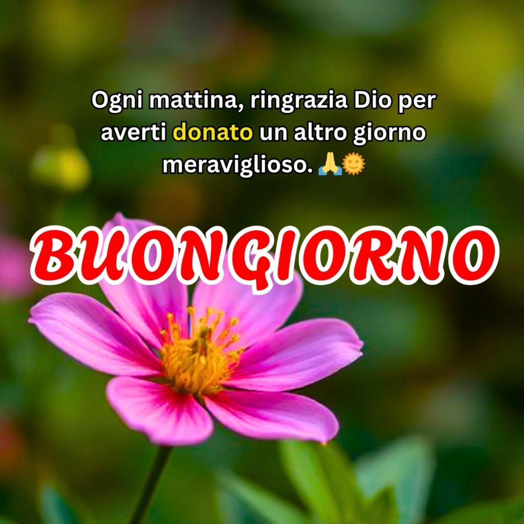 Messaggio di buongiorno con un fiore rosa in primo piano e sfondo verde sfocato, accompagnato da una frase di gratitudine.